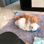 Avatar de Rosa Silva